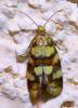 Aethes tesserana